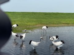 -黑龙江扎龙生态旅游区