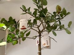 -Oasis coffee燕谷咖啡(公信店)