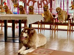 -汪说喵讲宠物乐园宠物酒店(红星美凯龙店)