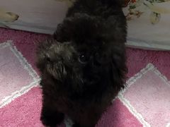 -美联众合动物医院·24h京西诊疗中心