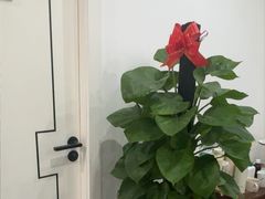 -川耳坊专业采耳馆