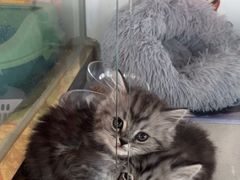 -糯米喵星人总部直营旗舰店·猫舍·幼猫出售