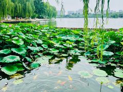 -济南大明湖景区