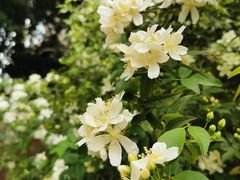 -四川大学(望江校区)