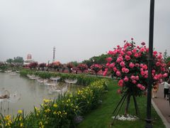 -荷兰花海