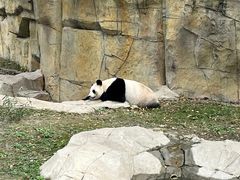 -上海野生动物园