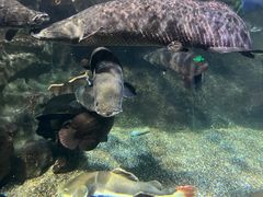 -太平洋海底世界