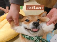 -逗柴咖啡屋·狗咖猫咖宠物桌游