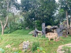 -海南热带野生动植物园
