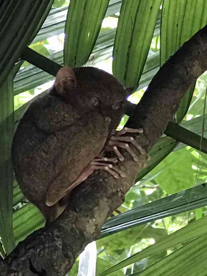 眼镜猴保护区-"港真,一开始我真的是完全无法看出他在哪里.