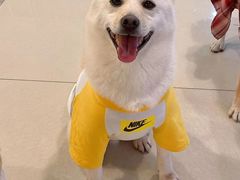 -柴源莊·柴小宠柴犬咖啡