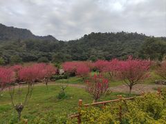 -广州市石门国家森林公园