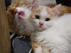 -平行世界·猫咖(首经贸店)