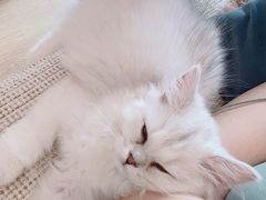 -猫大福·Fortune Cat猫舍(百子湾店)
