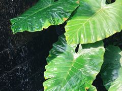 -郑州植物园