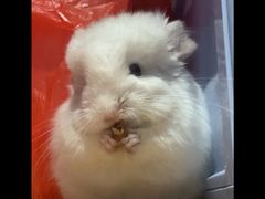 -龙猫仔乐园(惠福东路店)