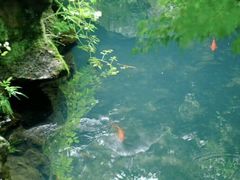 -西湖外事游船(花港观鱼码头)