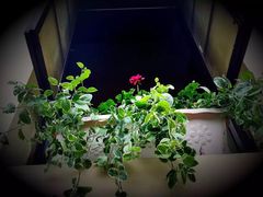 -星巴克臻选(成都宽窄巷子店)