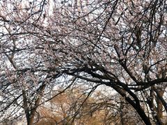 -北京西山国家森林公园