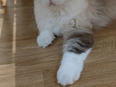 -滚猫咖啡·猫咖·猫友好撸猫(未来城店)