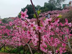 -正宗火盆自助烧烤·烤全羊·柴火鸡(龙泉山店)
