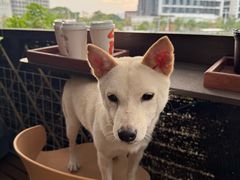 -柴犬高等学院·狗咖·柴犬售卖·宠物训练