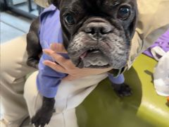 -北京派仕佳德动物医院·超导核磁·CT·神经科·骨科·内外科·急重症管理中心