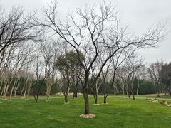 -上海滨江森林公园