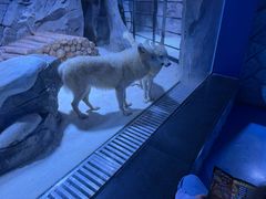 -上海海昌海洋公园-冰山北极馆