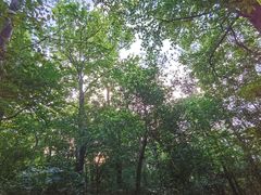 -紫金山山顶公园