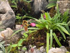 -国家植物园南园