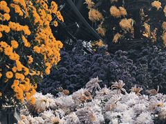 -沈阳植物园