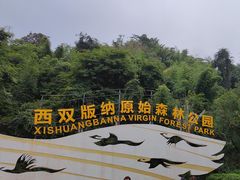 -西双版纳原始森林公园