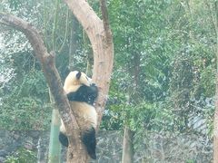 -都江堰中华大熊猫苑