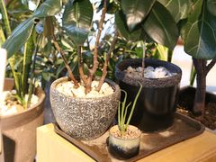 -sugarman espresso素饮糖人高新咖啡工厂