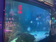 -烟台海昌鲸鲨海洋公园