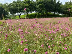 -松山湖梦幻百花洲