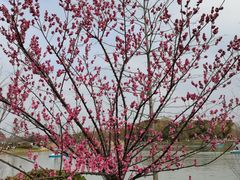 -昆山城市生态森林公园