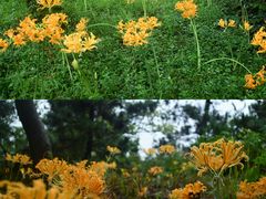 -杭州植物园