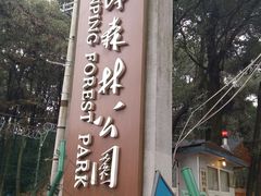 -铁山坪森林公园