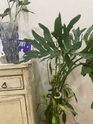 -北京炫美医疗美容