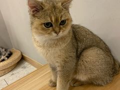 -飞行喵MR PILOT|猫舍·猫咖(静安大融城店)