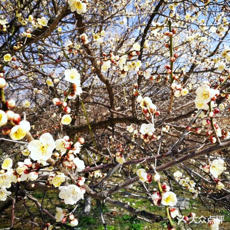 苏州西山梅园游玩攻略