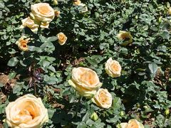 -人民公园(罗湖区)