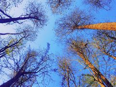 -上海共青森林公园