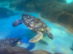 -海合安成都极地海洋公园