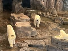 -西安曲江海洋极地公园