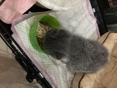 傻傻猫猫大本营-Bastet sally猫舍购宠(静安店)