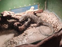 -上海大自然野生昆虫馆(东方明珠·爬宠昆虫探索中心)
