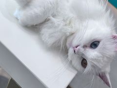 -飞行喵MR PILOT|猫舍·猫咖(静安大融城店)
